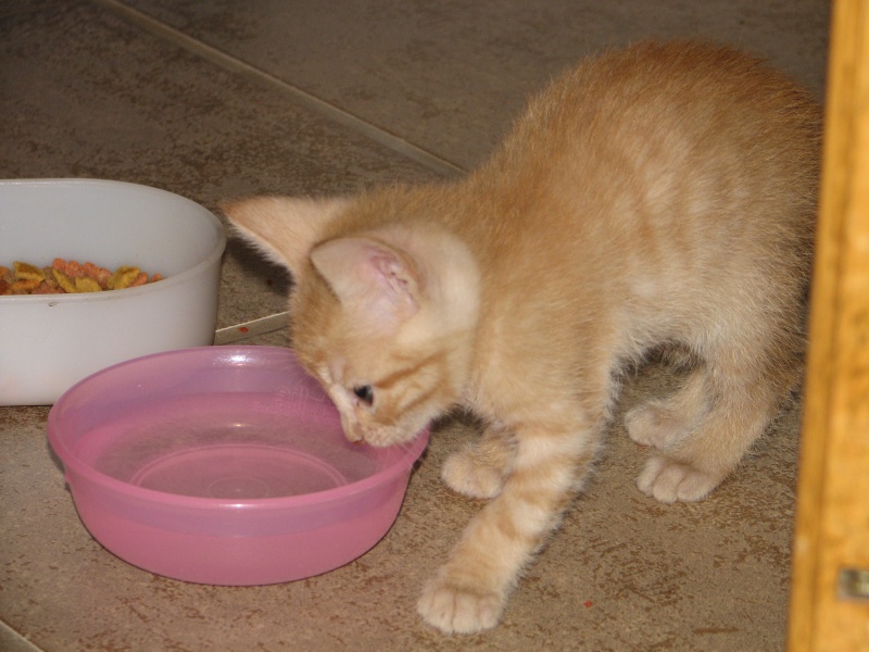 2009/09(September)/New_Kittens/800x600_20100206 419.JPG